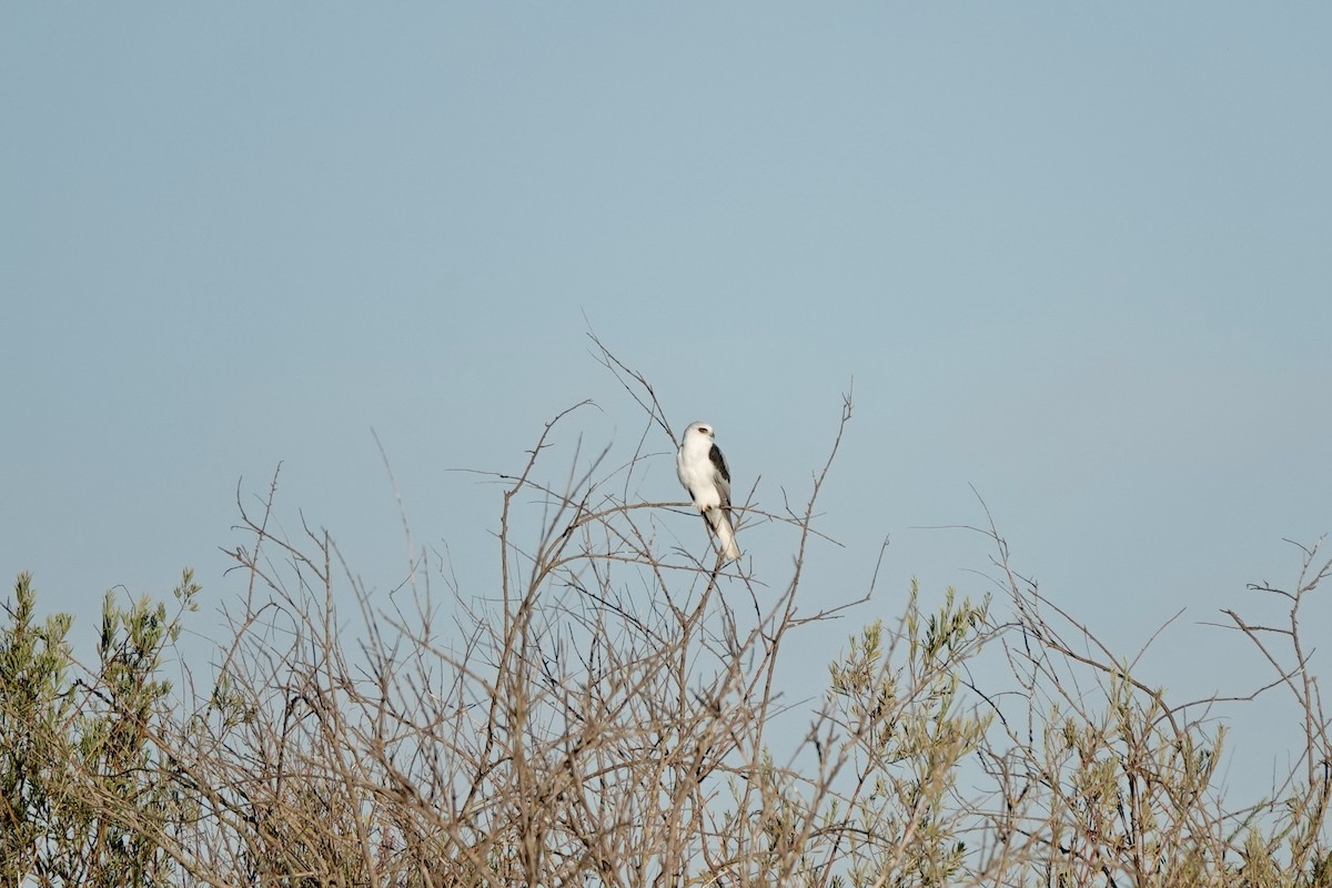 White-tailed Kite - ML622752768