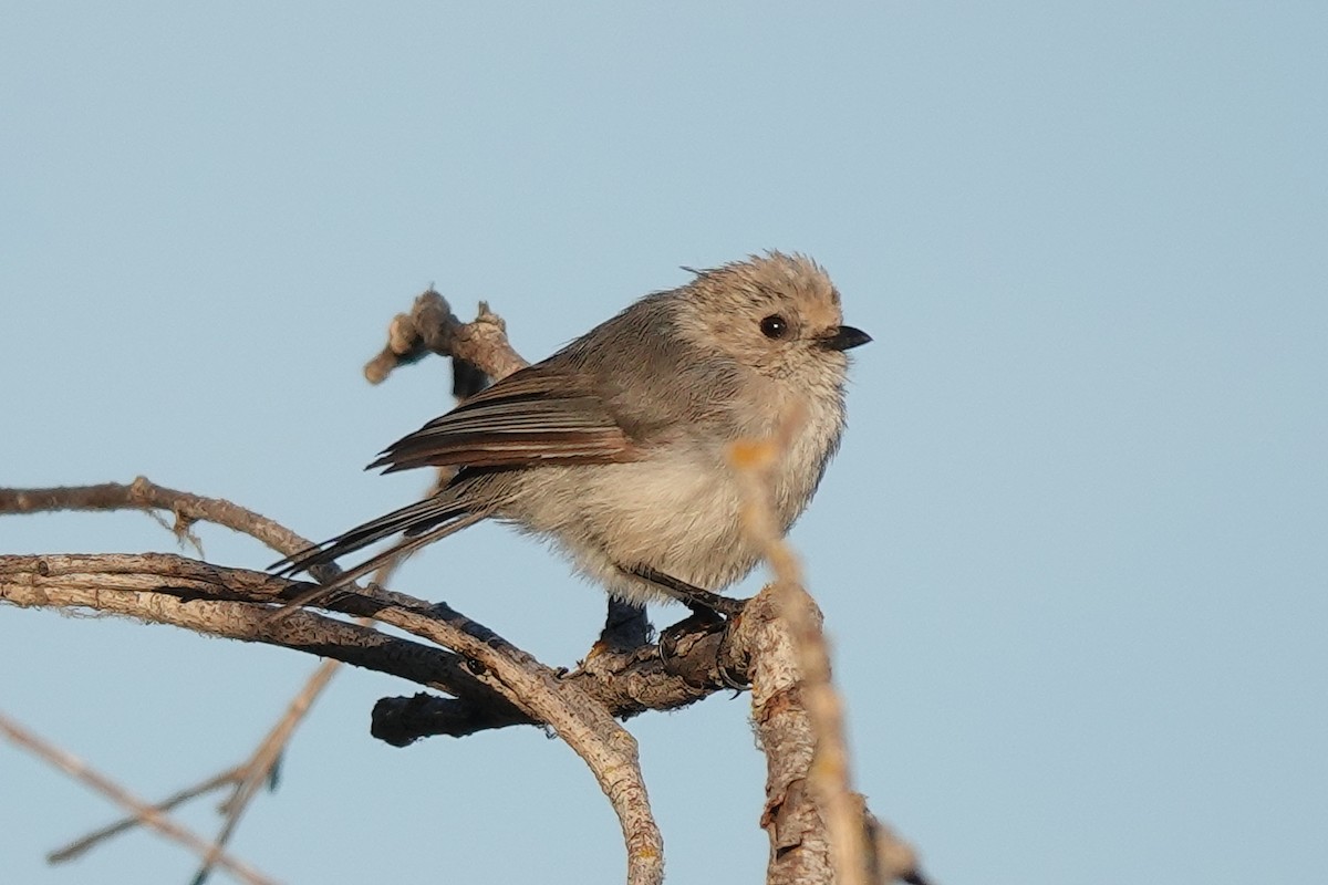 Bushtit - ML622752780