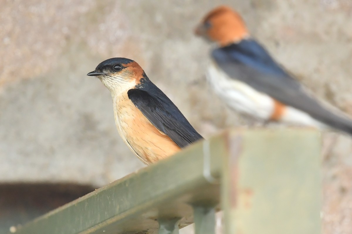 Angola Swallow - ML622752786