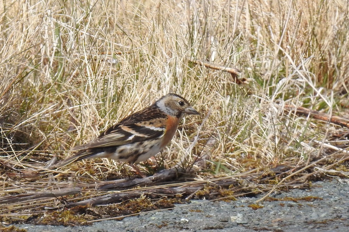 Brambling - Hannah Clipp