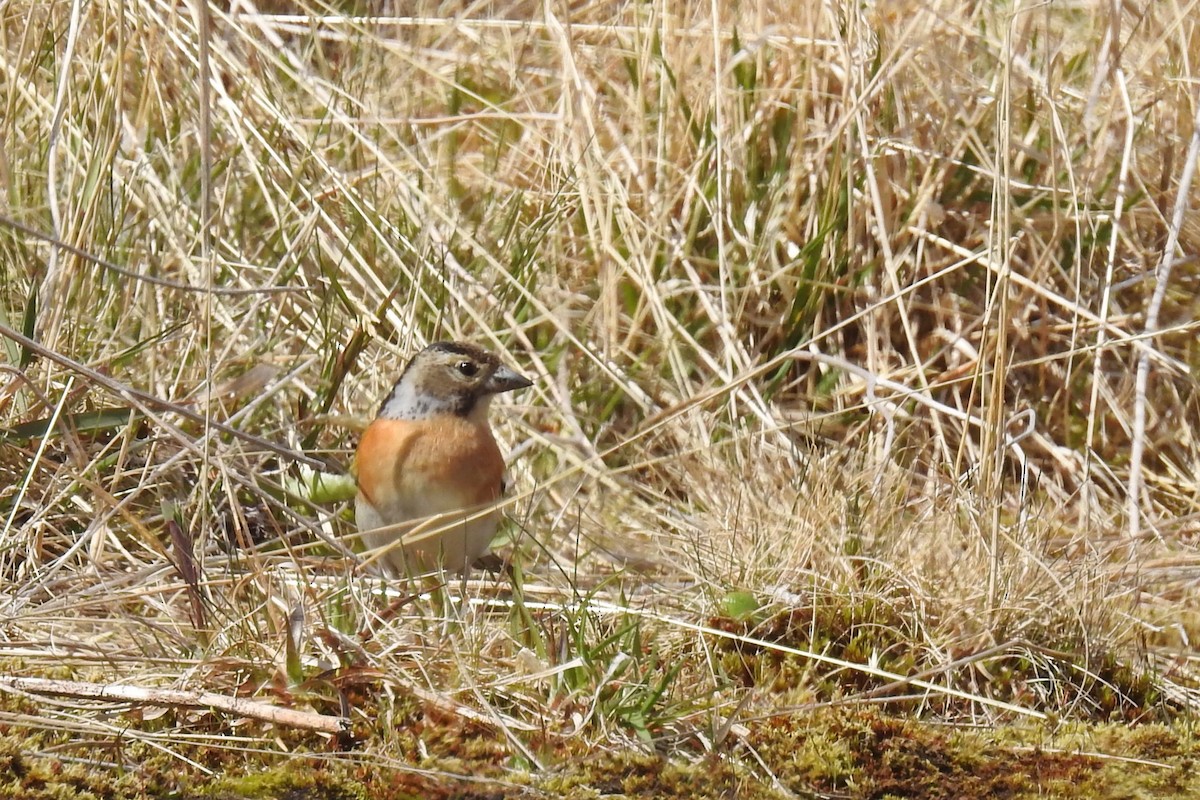 Brambling - Hannah Clipp