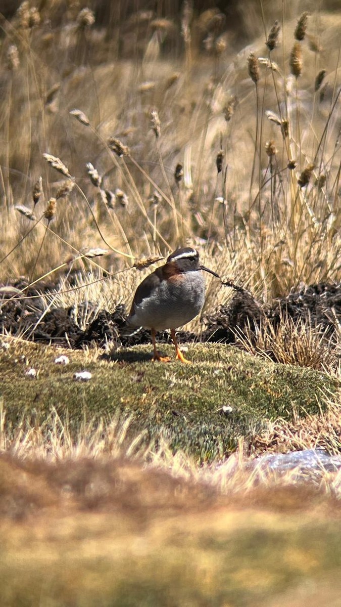 Diademregenpfeifer - ML622752908