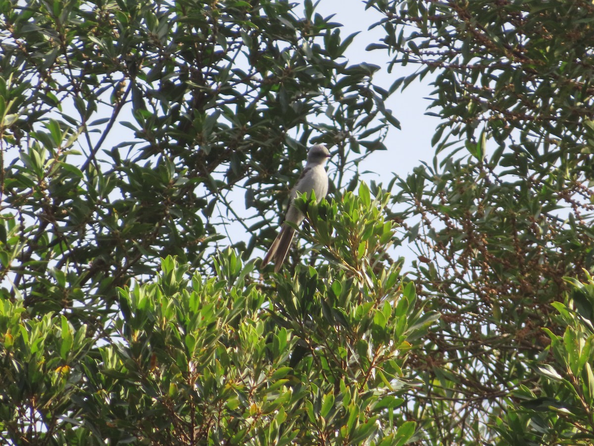 Shear-tailed Gray Tyrant - Alban Guillaumet