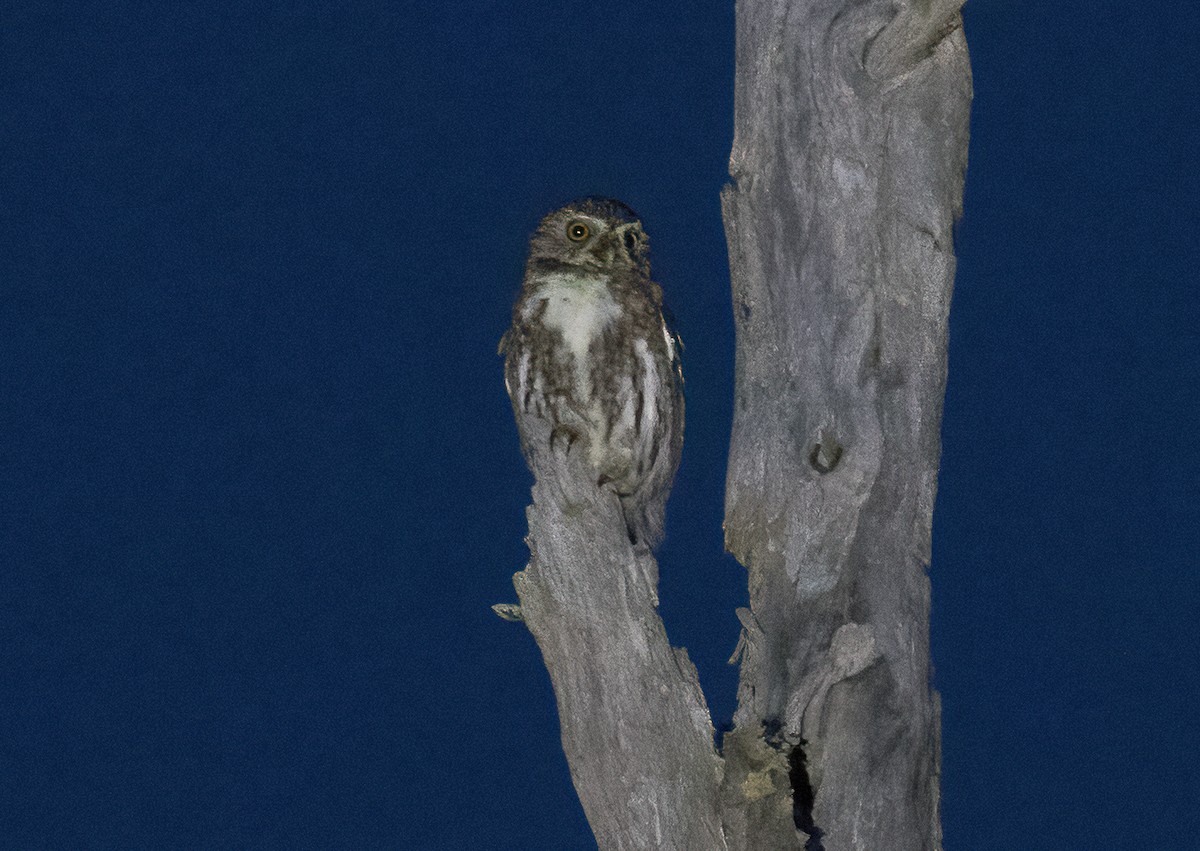 Austral Pygmy-Owl - ML622752943