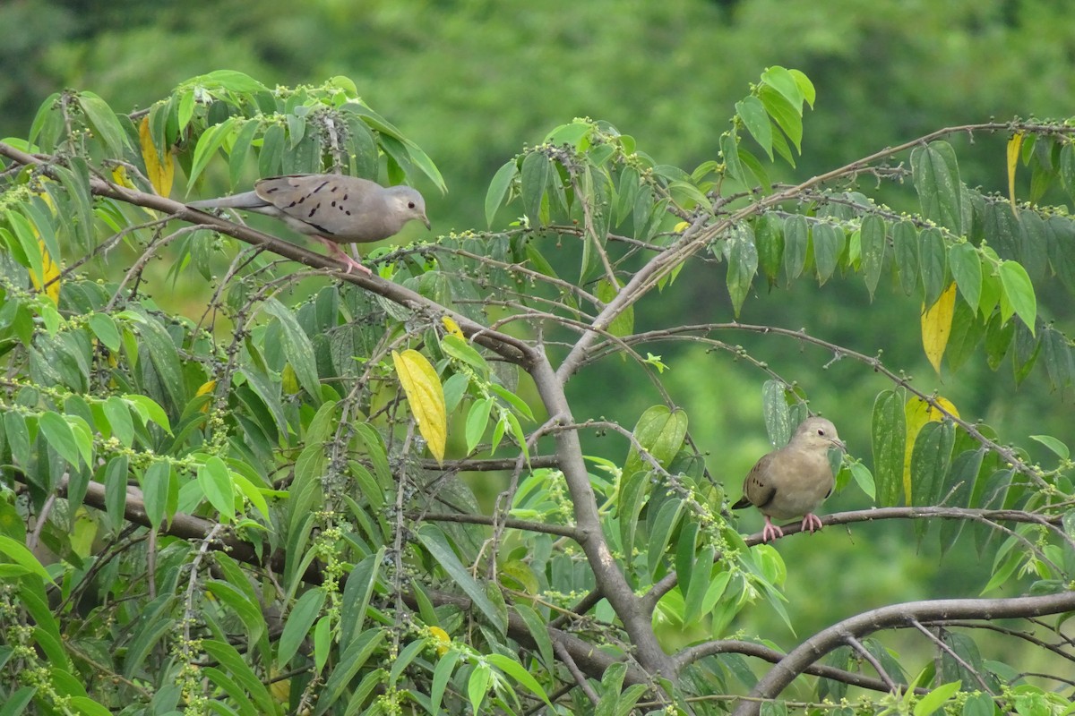 Ecuadorian Ground Dove - ML622752971