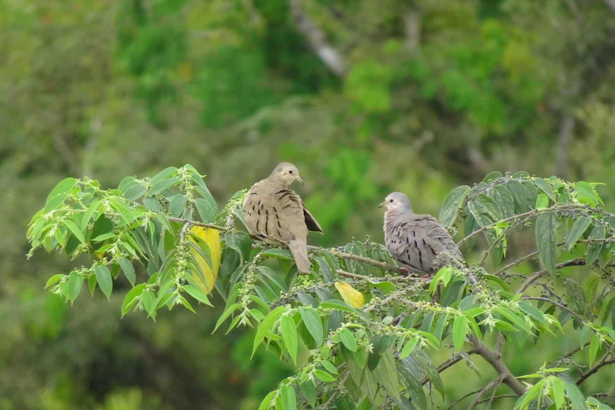 Ecuadorian Ground Dove - ML622752972