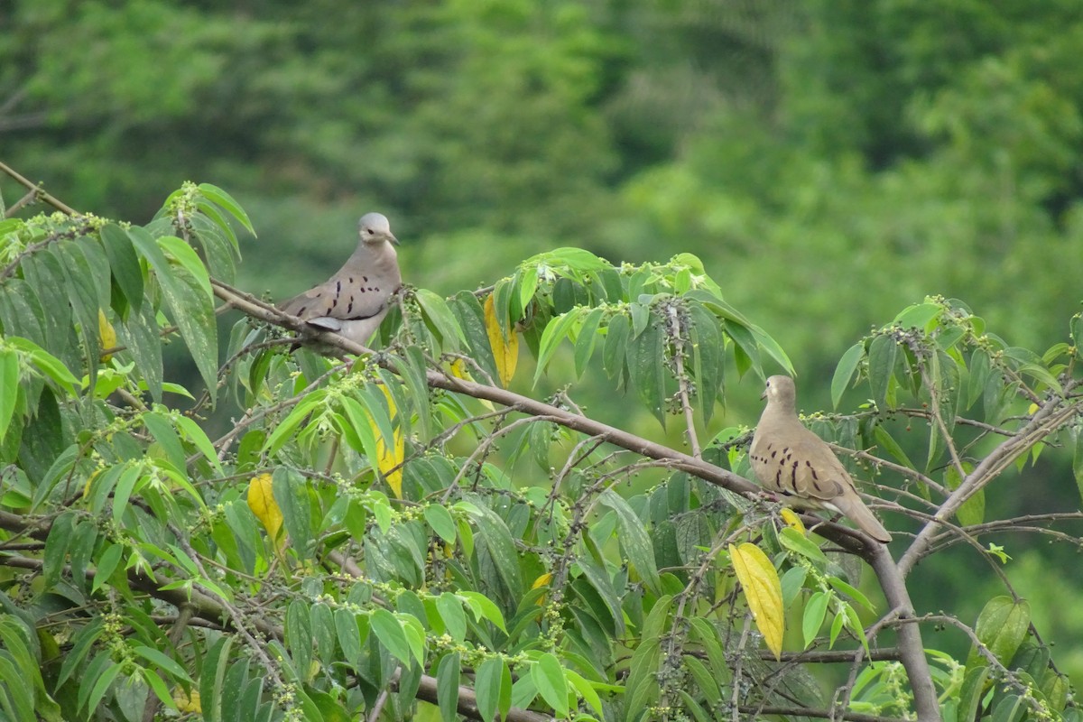 Ecuadorian Ground Dove - ML622752974