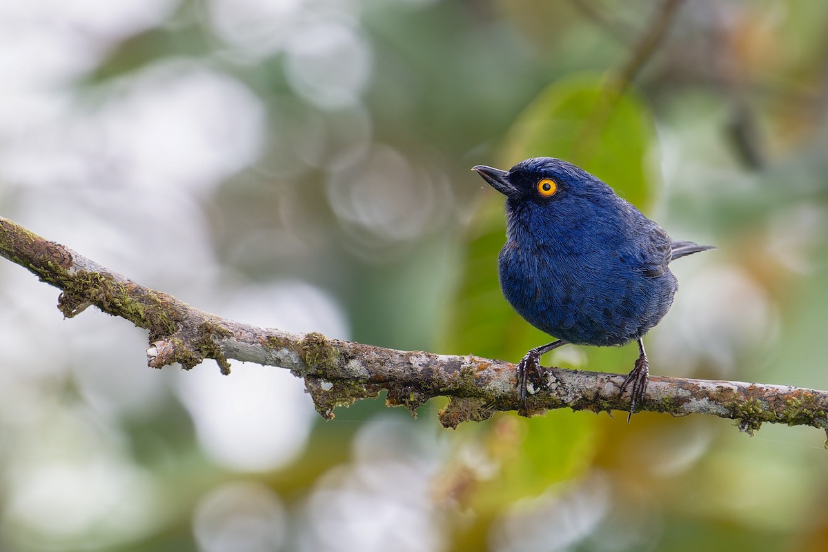 Deep-blue Flowerpiercer - ML622753007