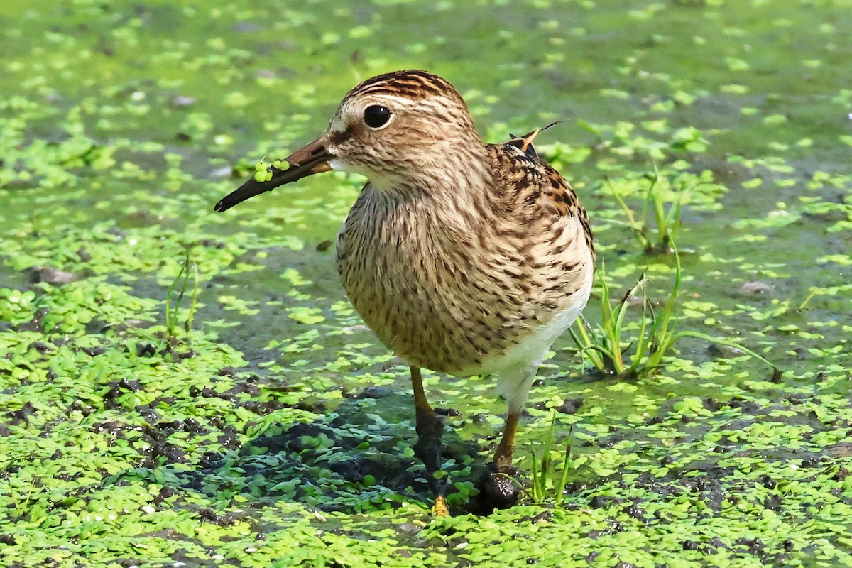 Pectoral Sandpiper - ML622753070