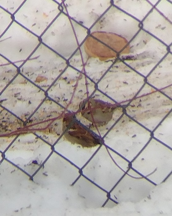 Lark Sparrow - ML622753071