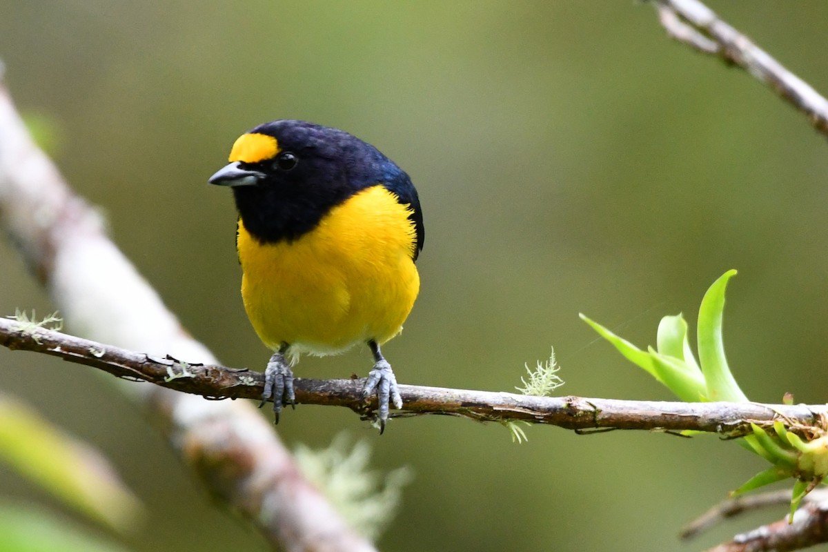 White-vented Euphonia - ML622753094