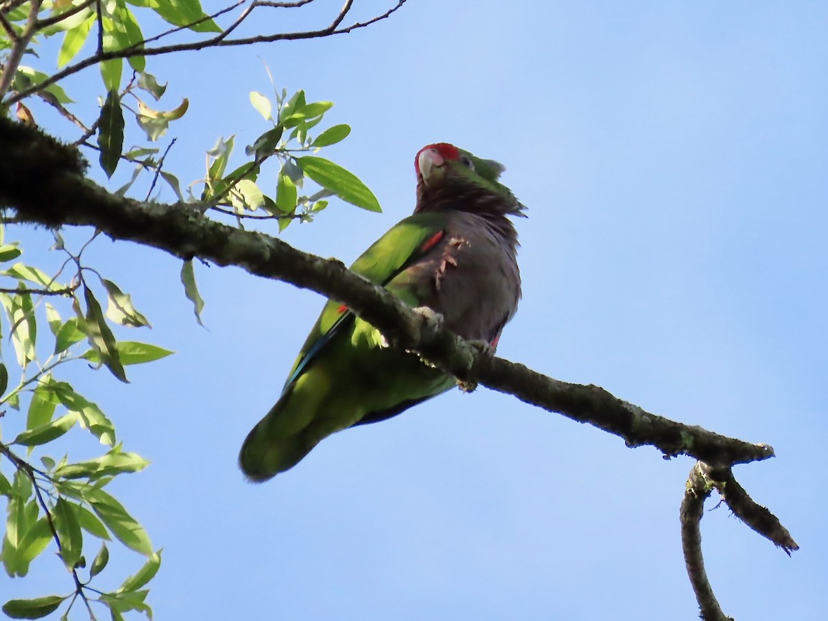 ブドウイロボウシインコ - ML622753162