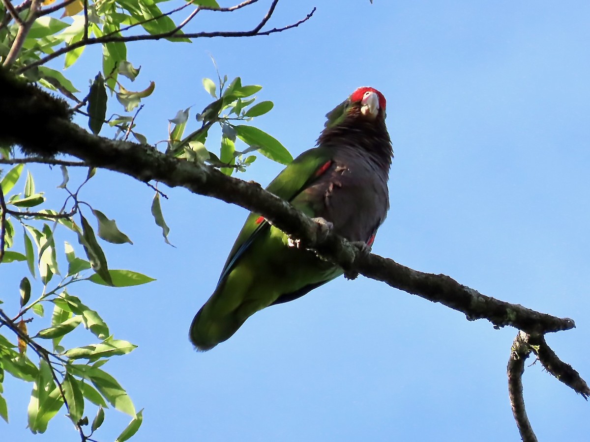 ブドウイロボウシインコ - ML622753163