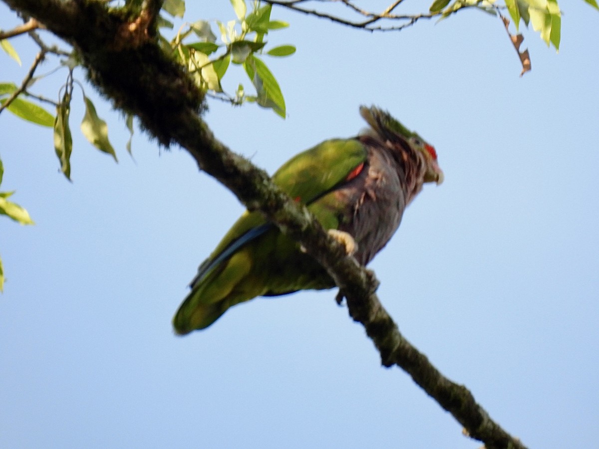 ブドウイロボウシインコ - ML622753164