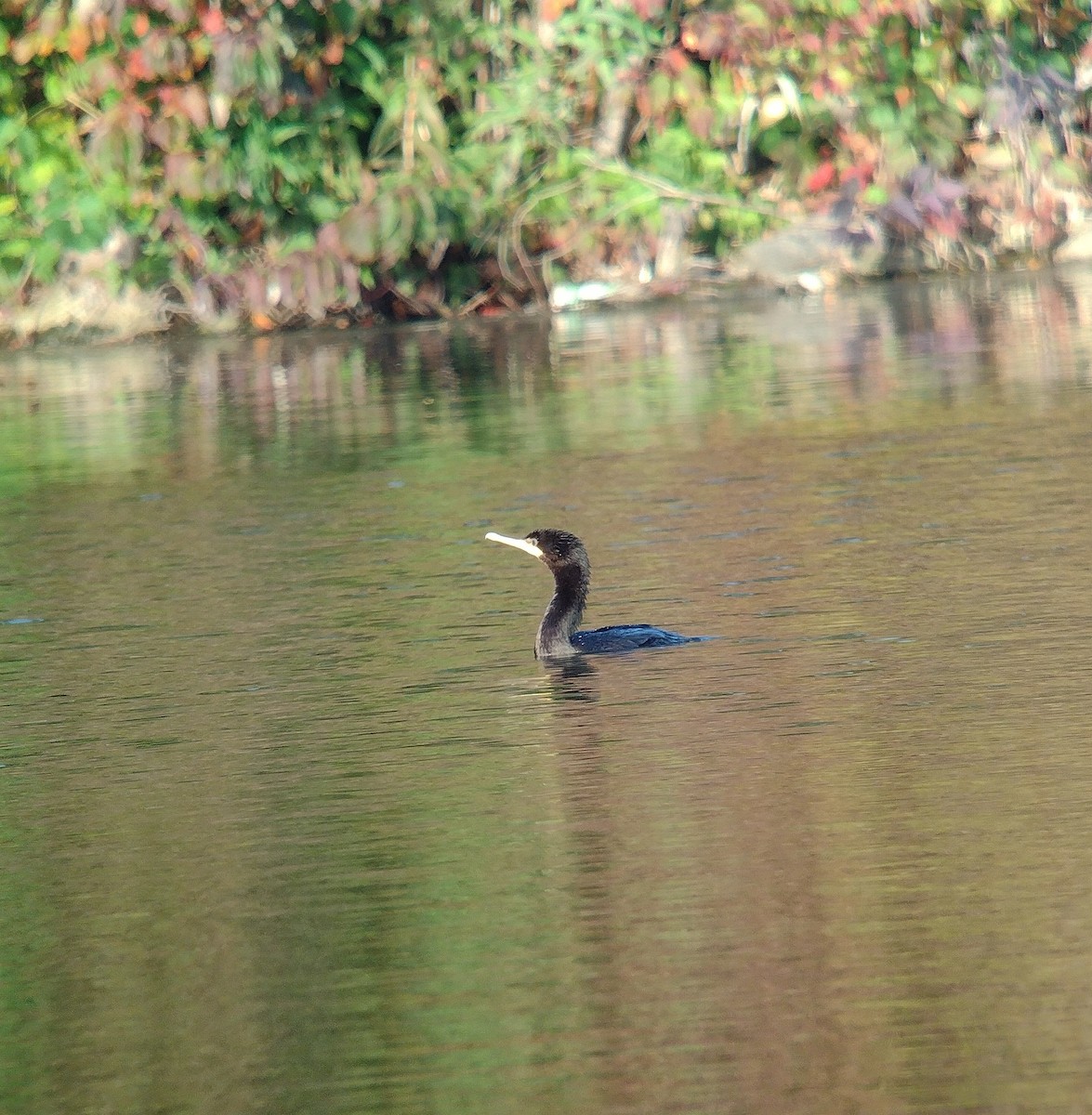 Neotropic Cormorant - ML622753176