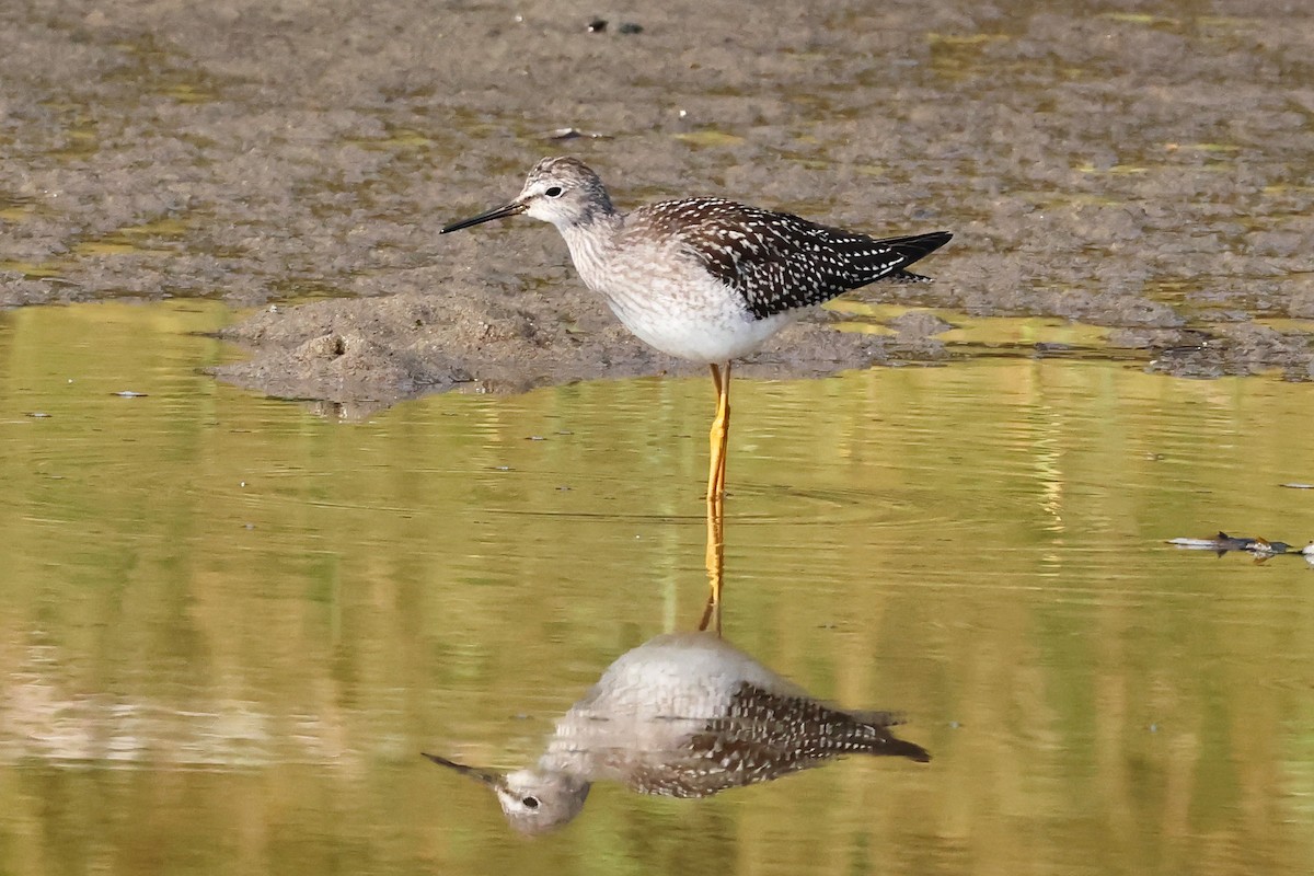 Lesser Yellowlegs - ML622753227