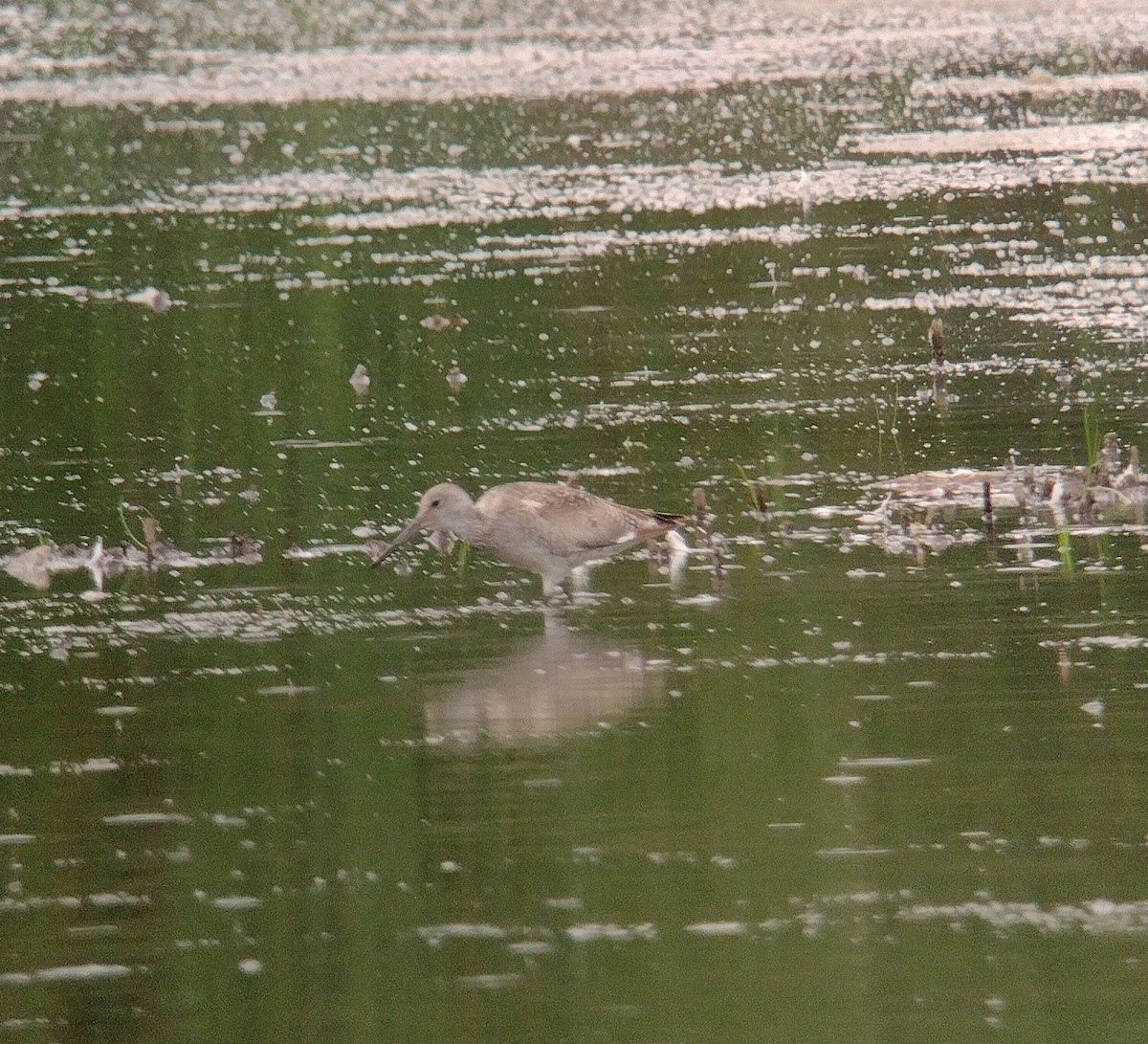 Willet - ML622753336