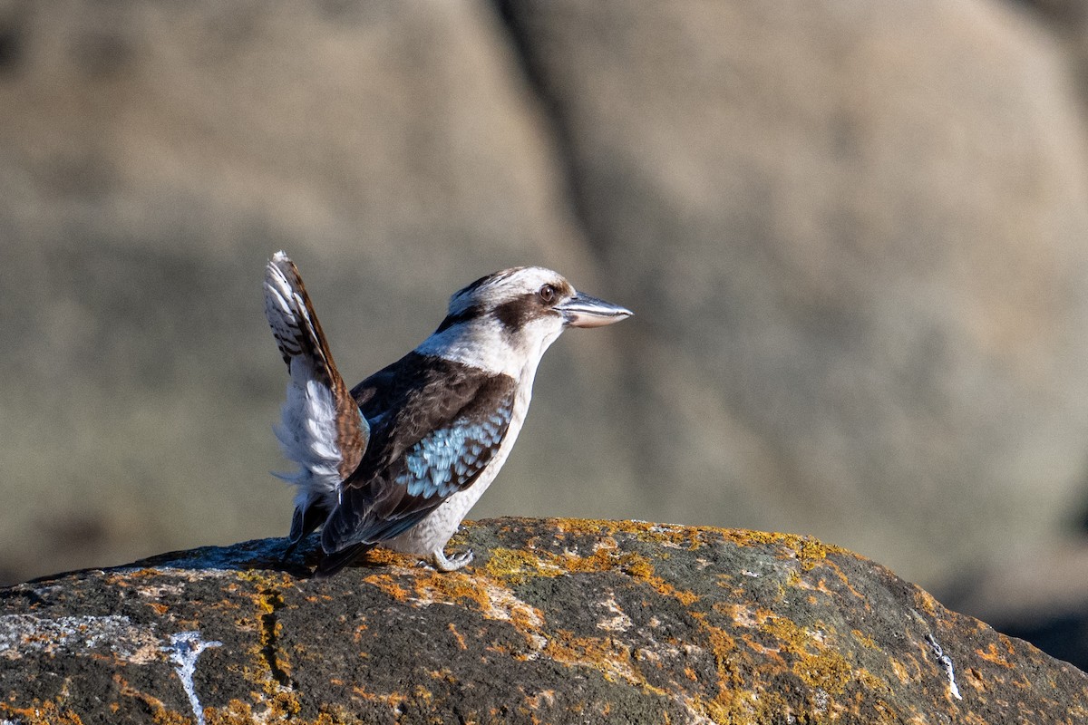 Laughing Kookaburra - ML622753380