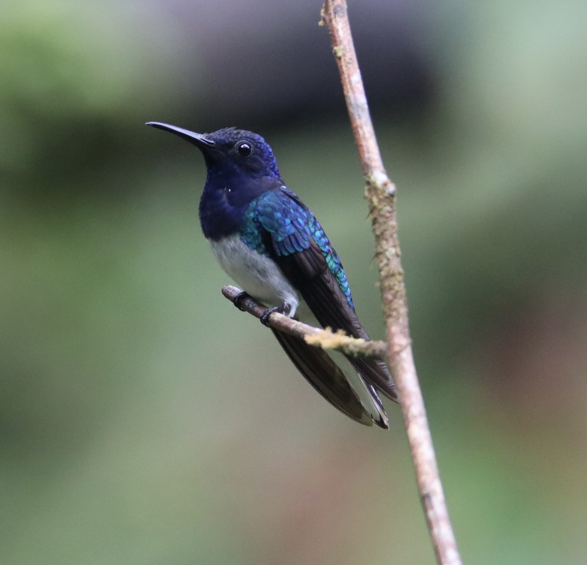 White-necked Jacobin - ML622753427