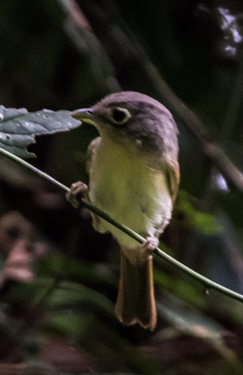 Yunnan Fulvetta - Ashish John