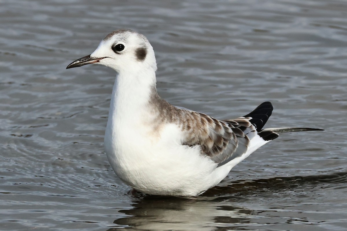 Bonaparte's Gull - ML622753499