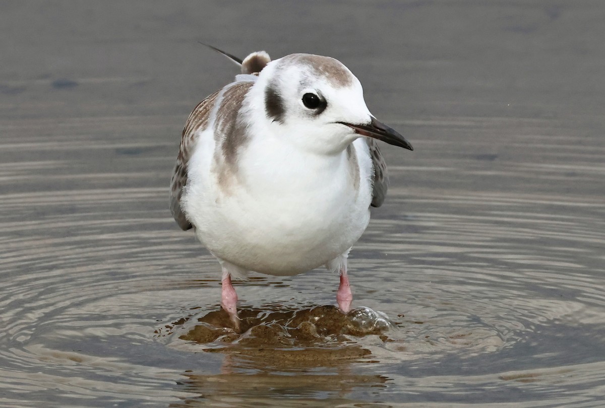 Bonaparte's Gull - ML622753513