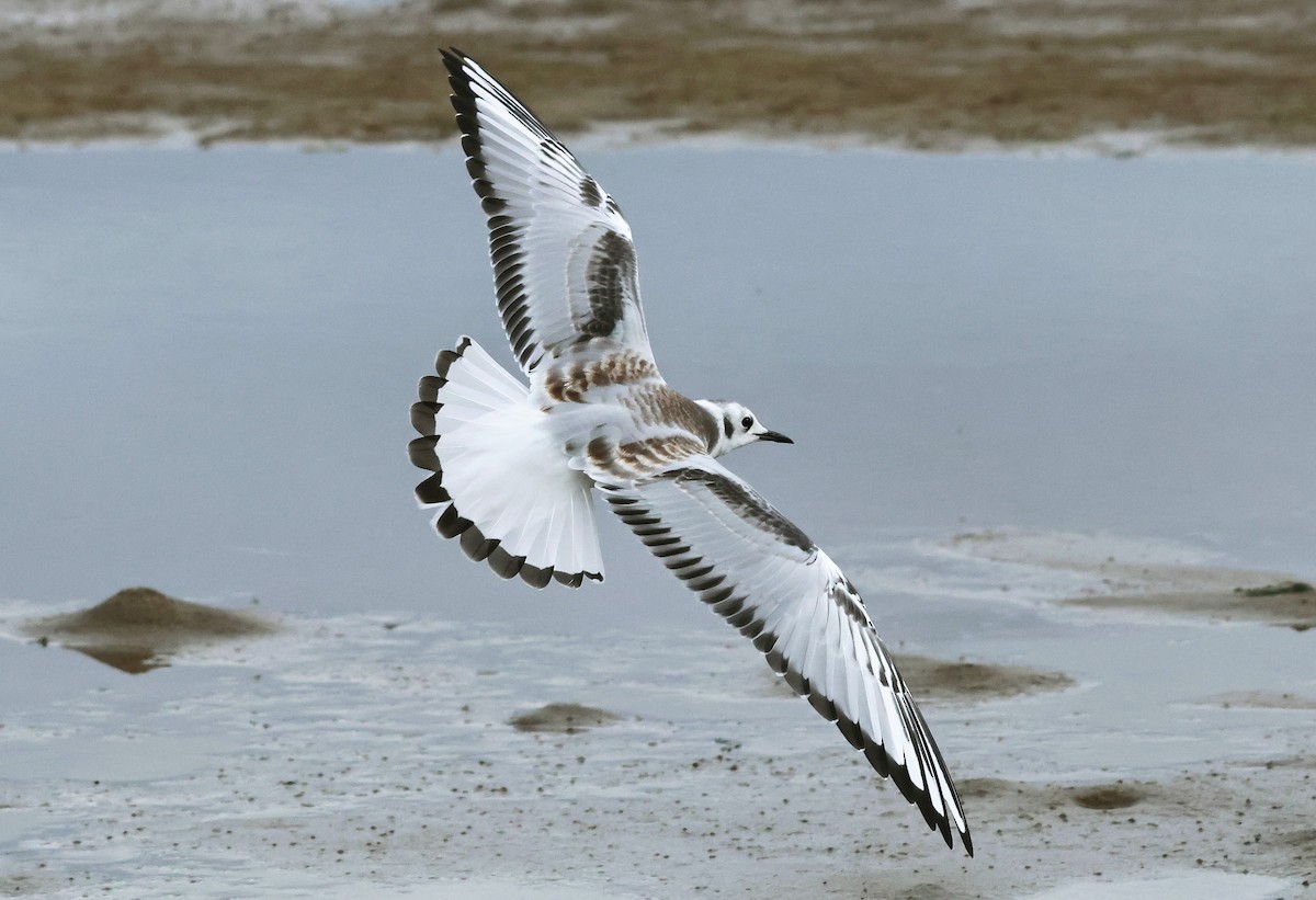 Bonaparte's Gull - ML622753518