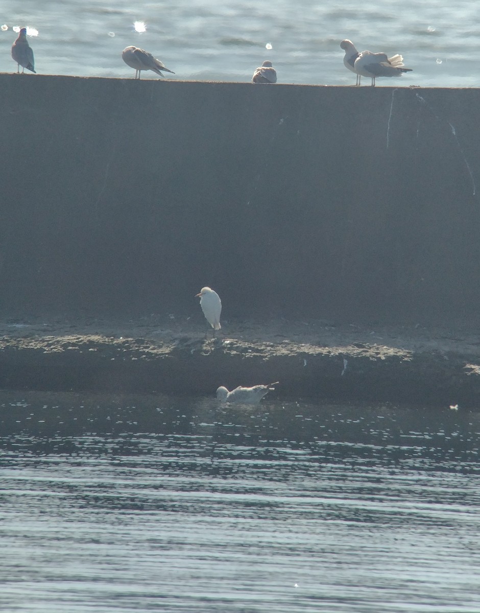Western Cattle-Egret - ML622753521