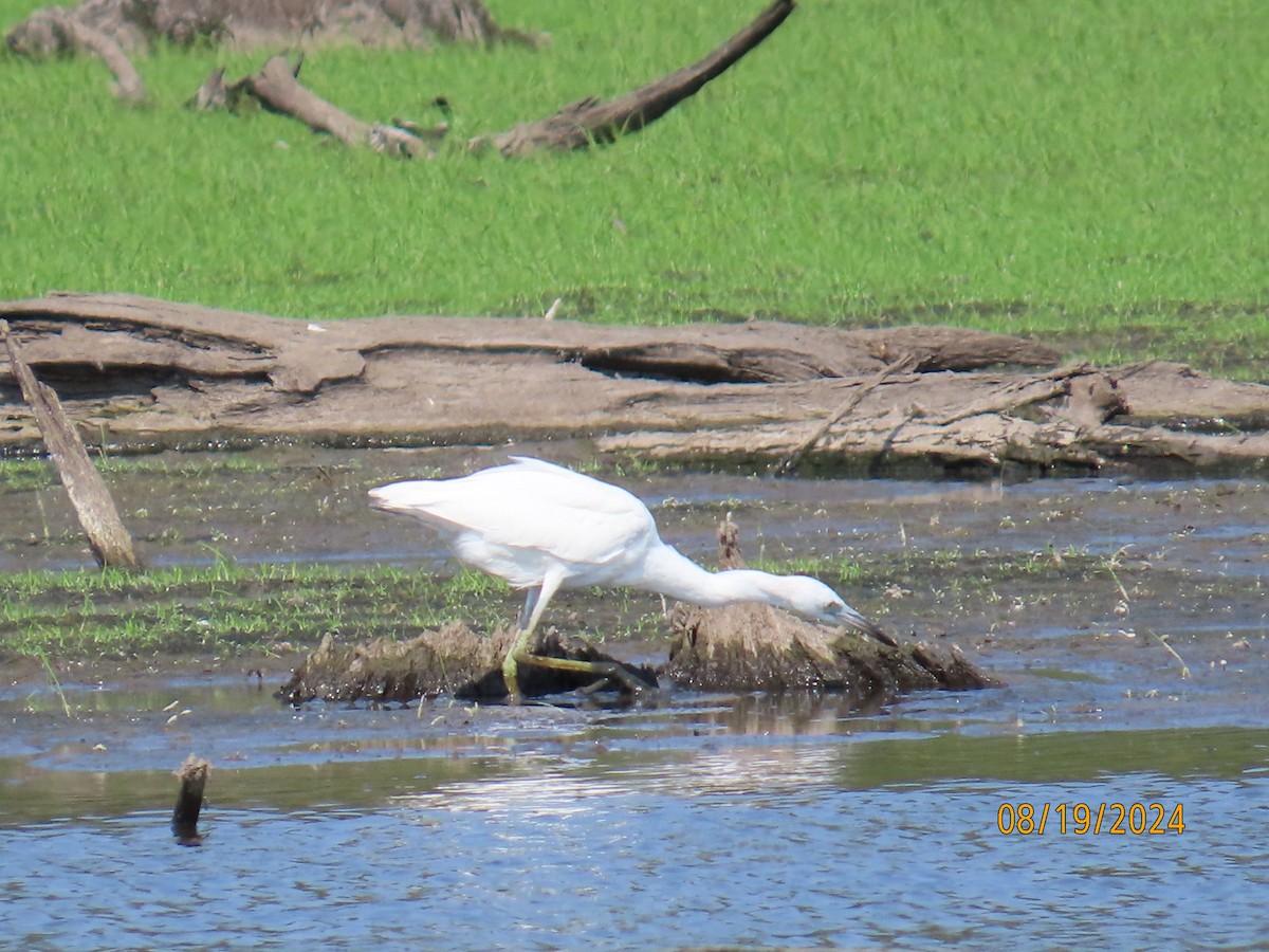 Little Blue Heron - ML622753533