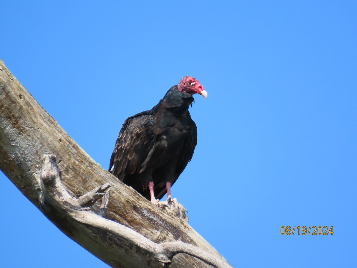 Turkey Vulture - ML622753555