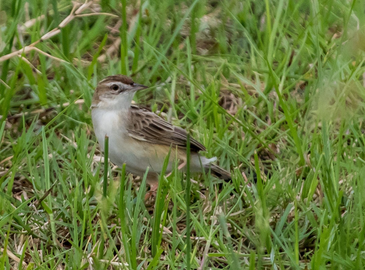 Zitting Cisticola - ML622753670