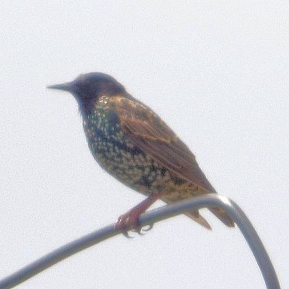 European Starling - ML622753682