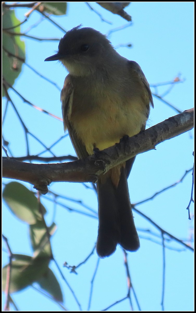 Say's Phoebe - ML622753687