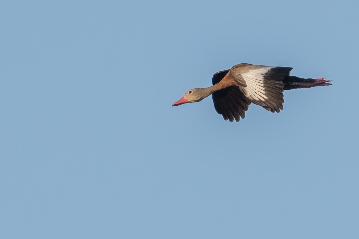 Black-bellied Whistling-Duck - ML622753698