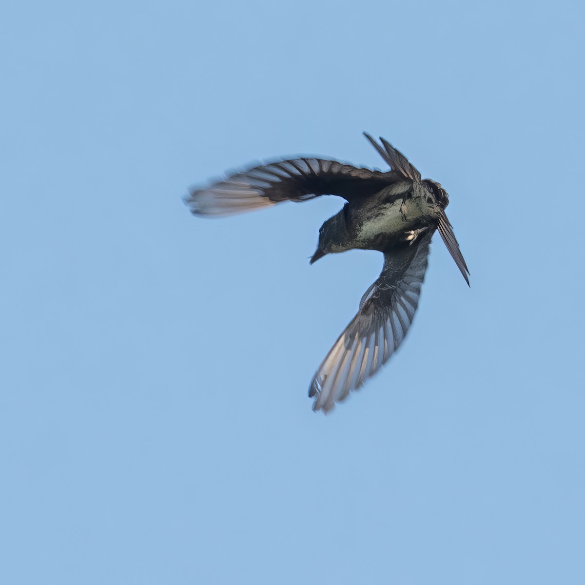 Olive-sided Flycatcher - ML622753710