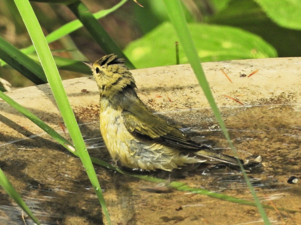 Tennessee Warbler - ML622753782