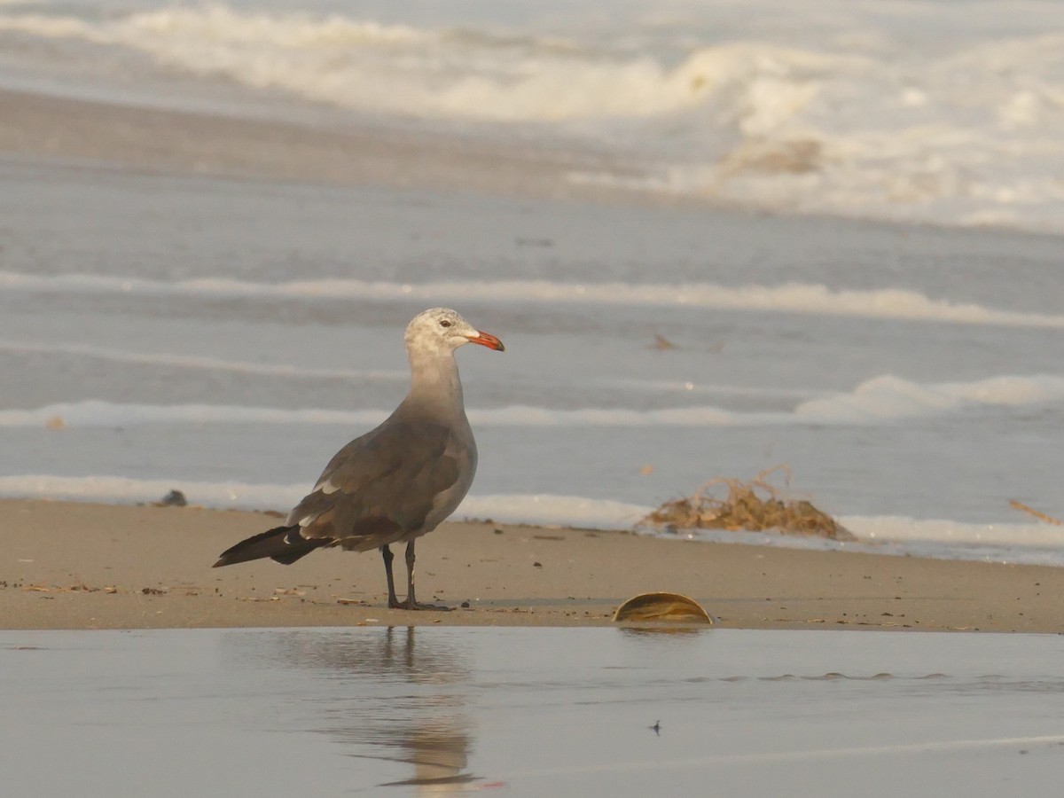 Heermann's Gull - ML622753807