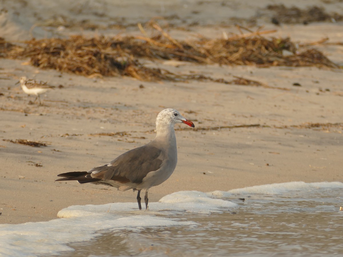 Heermann's Gull - ML622753808