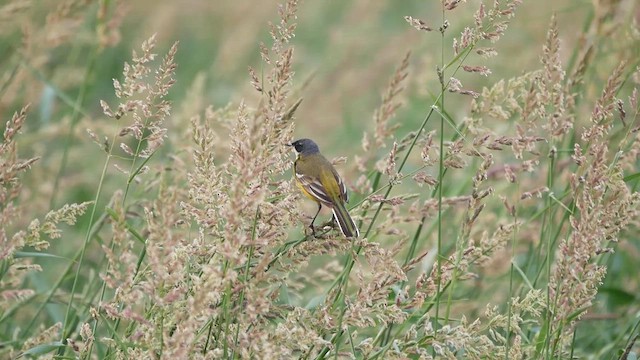 gulerle (cinereocapilla gr.) - ML622753901