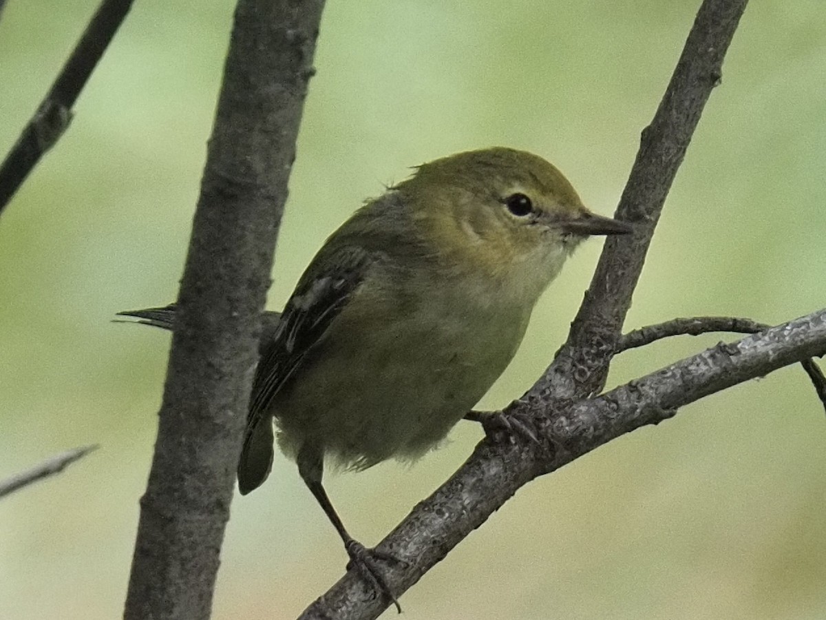 Bay-breasted Warbler - ML622754038