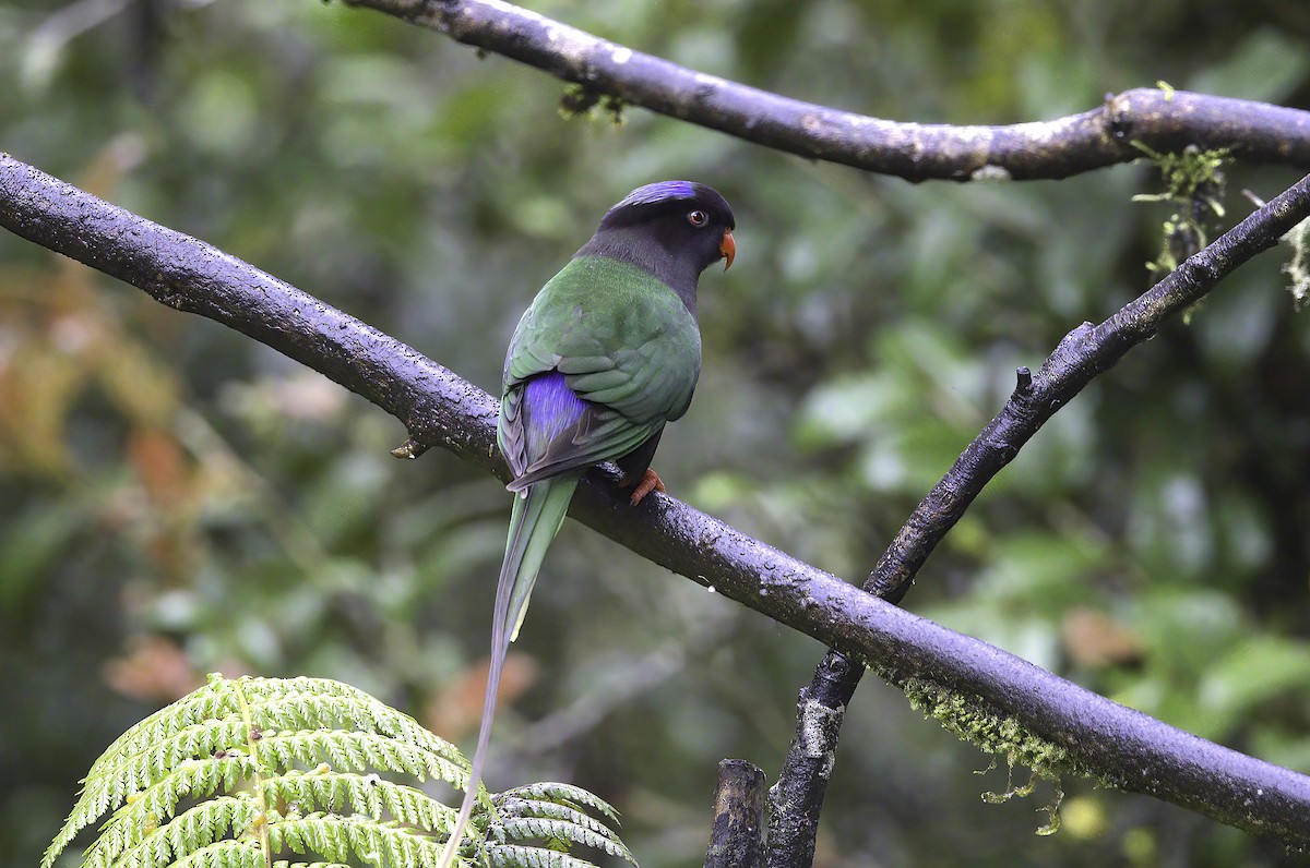 Stella's Lorikeet - ML622754043