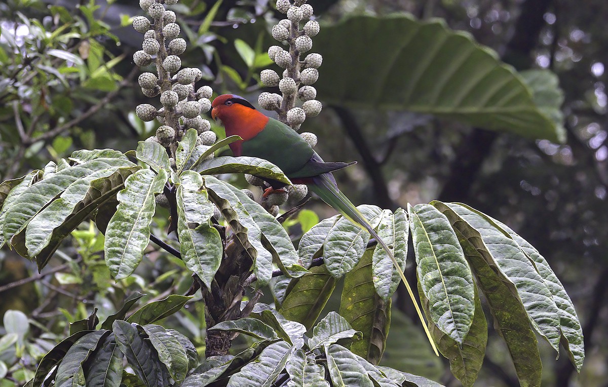 Stella's Lorikeet - ML622754044