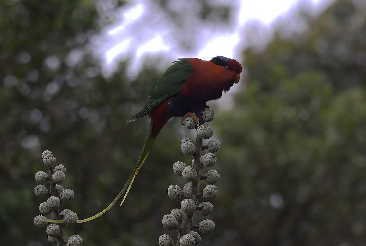 Stella's Lorikeet - ML622754046