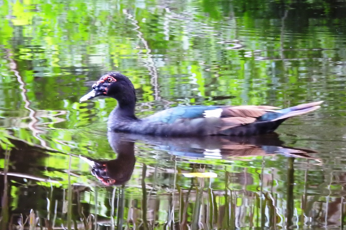 Muscovy Duck (Domestic type) - Pablo Bedrossian