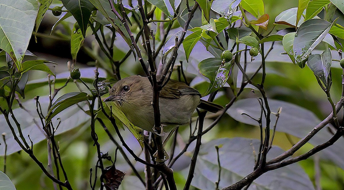 Large Scrubwren - ML622754121