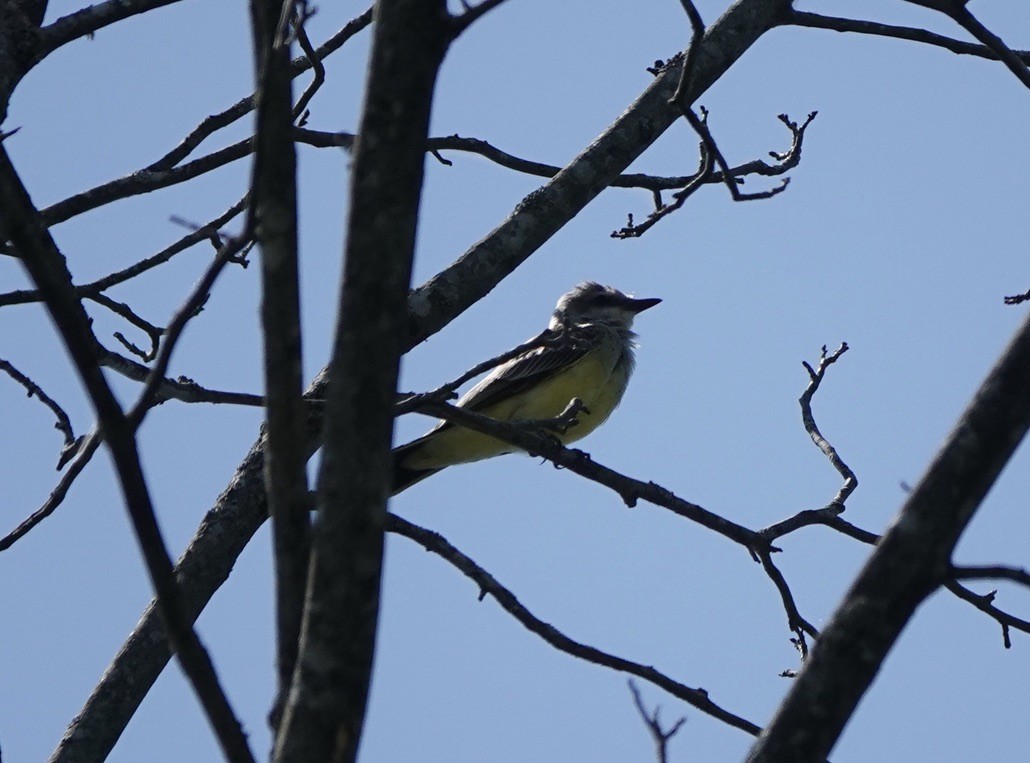 Western Kingbird - ML622754166