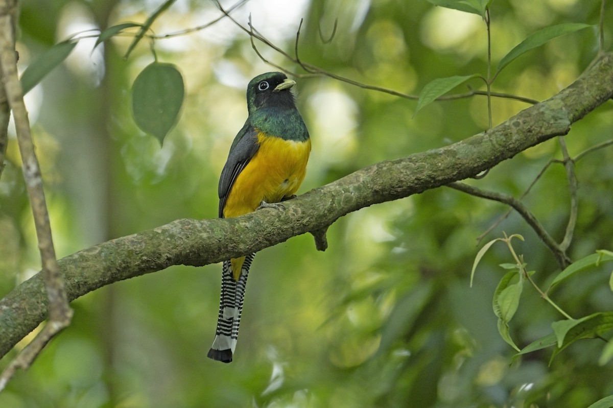 Atlantic Black-throated Trogon - ML622754242