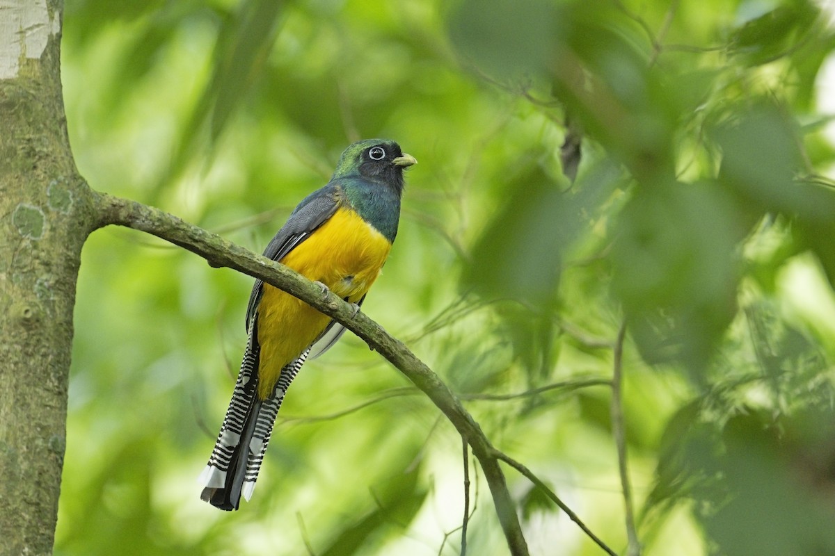 Atlantic Black-throated Trogon - ML622754243