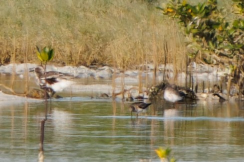 Red-necked Stint - ML622754245