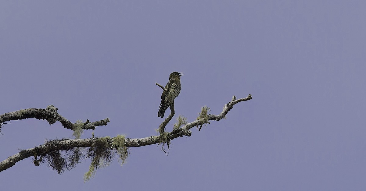 Rufous-throated Bronze-Cuckoo - ML622754295